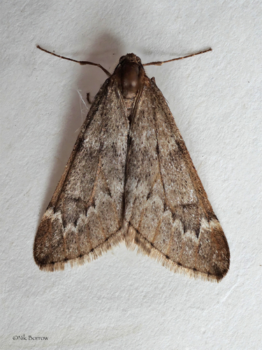 March Moth