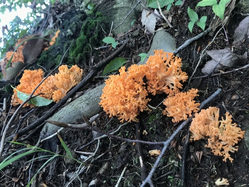 Ramaria