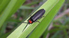 Coleoptera