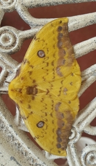Tagoropsis flavinata septentrionalis