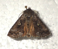 Syngrapha interrogationis