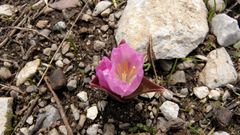 Colchicum kurdicum
