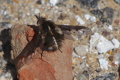 Bombylius curtirhynchus