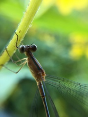 Lestes viridulus