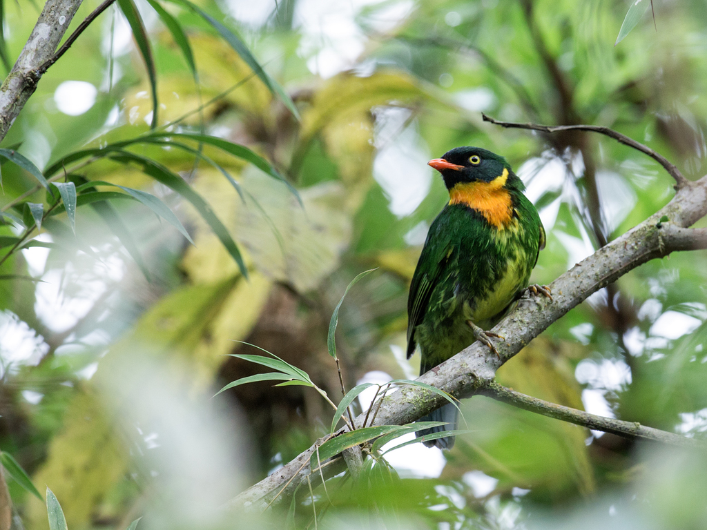 Masked Fruiteater (Pipreola pulchra) photo