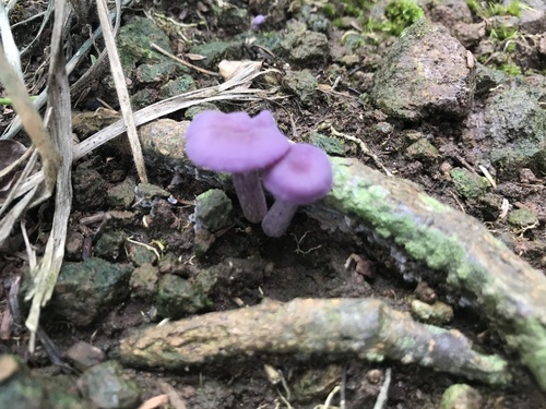 Laccaria amethystina