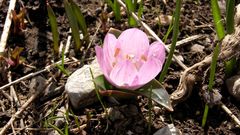 Colchicum kurdicum