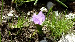 Colchicum kurdicum