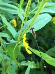 Lestes viridulus