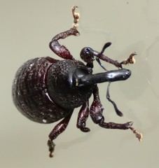 Heilipodus taciturnus