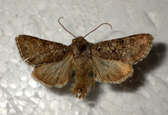 Hadena tephroleuca
