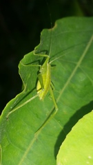 Orthoptera