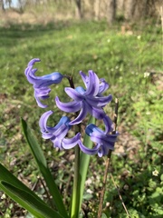Hyacinthus