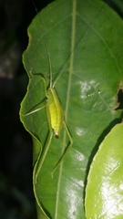 Orthoptera