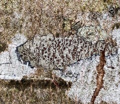 Arthoniomycetes