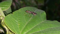 Sargus fasciatus