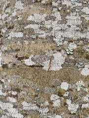 Arthoniomycetes