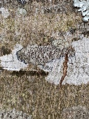 Arthoniomycetes