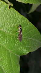 Sargus fasciatus