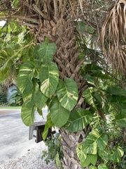Epipremnum aureum image