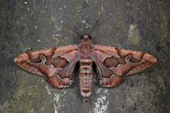 Hypochrosis binexata