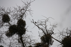 Coccothraustes coccothraustes