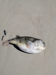 Amblyrhynchote honckenii