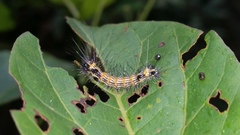 Insecta