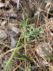 Galium uniflorum