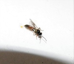 Orthopelma mediator