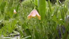 Fritillaria minuta