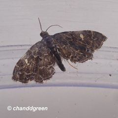 Drosophantis caeruleata
