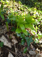 Lilieae