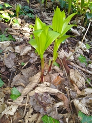 Lilieae
