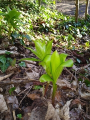 Lilieae