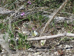 Euchloe crameri