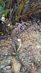 Ledebouria ovalifolia