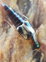 Lordithon thoracicus