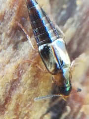 Lordithon thoracicus