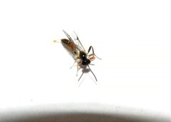 Orthopelma mediator