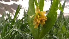 Fritillaria minuta