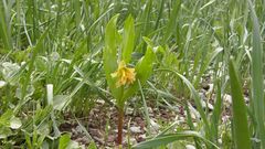 Fritillaria minuta