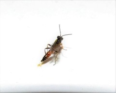 Orthopelma mediator