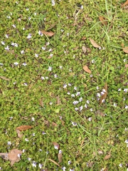 Lindernia grandiflora