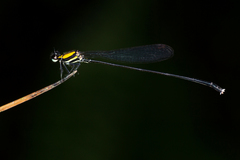 Prodasineura dorsalis