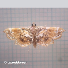 Musotima suffusalis