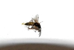 Orthopelma mediator