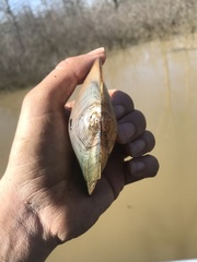 Utterbackiana suborbiculata