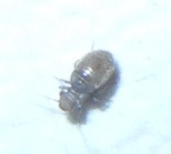 Lepinotus