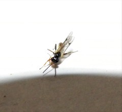 Orthopelma mediator